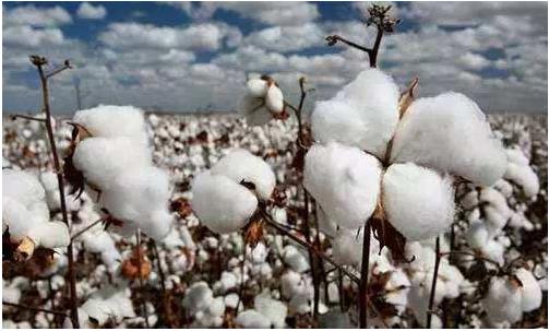 生產(chǎn)成本高、品質(zhì)中低端與高價格是我國棉花產(chǎn)業(yè)的最主要問題