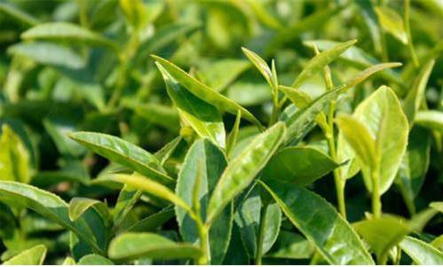 中國白茶產(chǎn)業(yè)持續(xù)呈現(xiàn)出量增價升的態(tài)勢，但更多的是在茶產(chǎn)業(yè)的提質(zhì)增效、轉(zhuǎn)型升級上