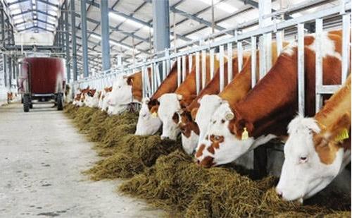 專業(yè)化、環(huán)?；?、集約化和規(guī)模化是畜牧業(yè)發(fā)展必然趨勢(shì)