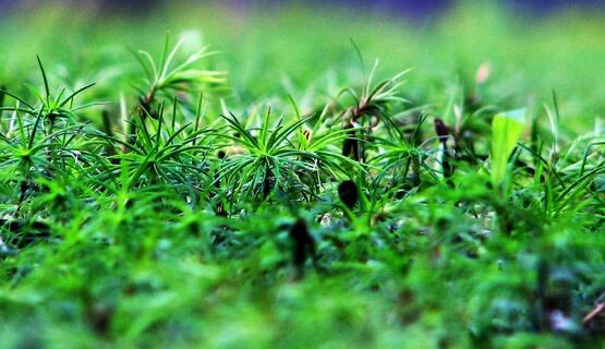 東莞大嶺山-定制家具生產項目可行性研究報告