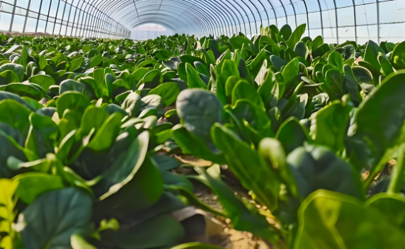 近年來中國蔬菜的種植面積和產(chǎn)量呈上升態(tài)勢