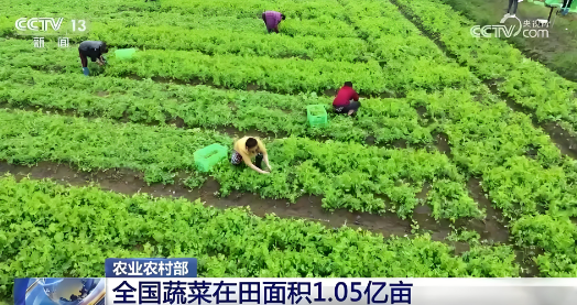 據(jù)農(nóng)業(yè)農(nóng)村部農(nóng)情調(diào)度，目前全國蔬菜在田面積1.05億畝，同比增加90多萬畝
